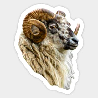 Magnificent Boreray Ram Sticker